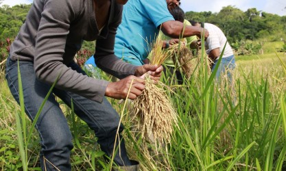 bb-anuncia-r-15-bi-em-credito-para-pre-custeio-de-safra