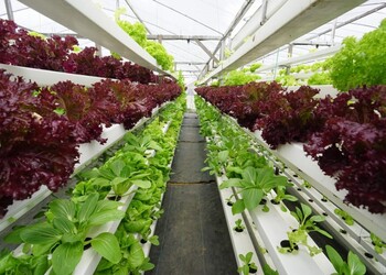 alimentar-o-planeta-com-sustentabilidade-dependera-de-inovacao