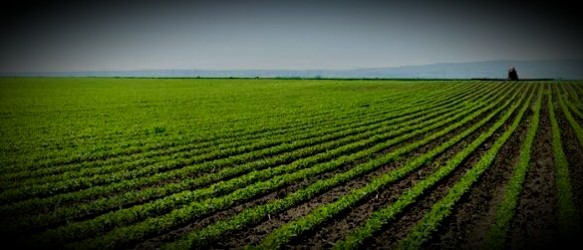 engenheiros-agronomos-e-florestais-sao-habilitados-para-avaliacao-de-imoveis-rurais