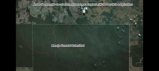 conselho-esclarece-importancia-do-manejo-florestal-para-o-pais