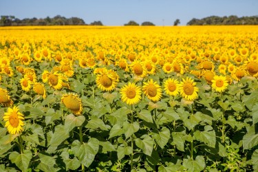 goias-deve-liderar-producao-nacional-de-girassol-na-safra-20202021